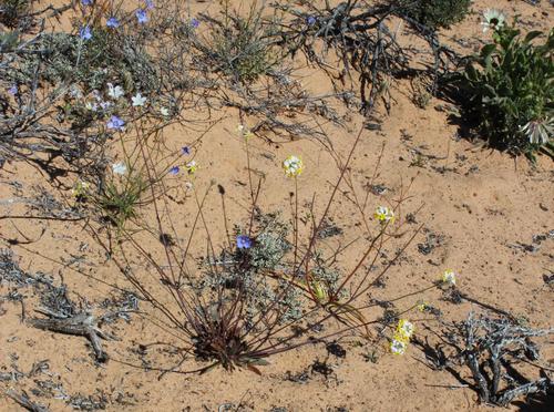 Manulea altissima (Manulea altissima)