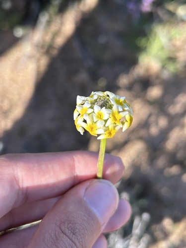 Manulea altissima (Manulea altissima)