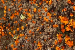 Manulea altissima (Manulea altissima)