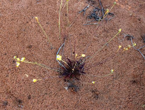 Manulea altissima (Manulea altissima)