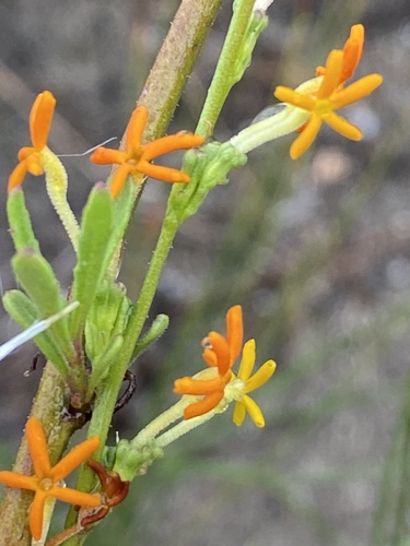 Manulea caledonica (Manulea caledonica)