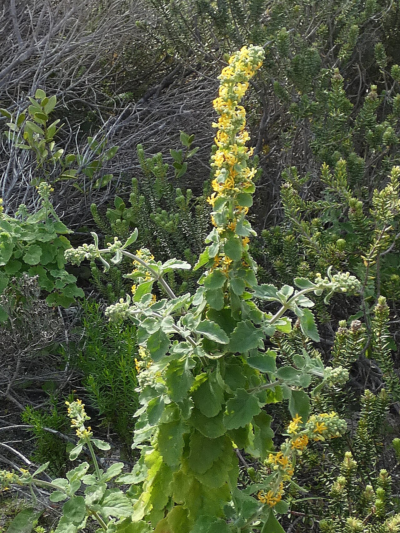 Manulea caledonica: Manulea caledonica , photographed at the beach of De Hoop NP, Western Cape, South Africa
