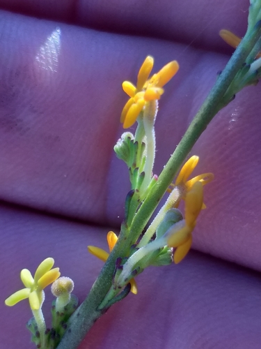 Manulea caledonica (Manulea caledonica)
