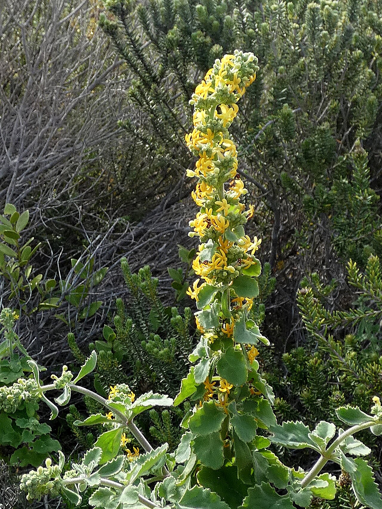 Manulea caledonica: Manulea caledonica , photographed at the beach of De Hoop NP, Western Cape, South Africa