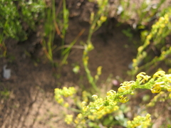 Manulea cheiranthus (Manulea cheiranthus)