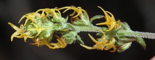 Manulea cheiranthus (Manulea cheiranthus)