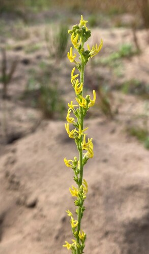 Manulea cheiranthus (Manulea cheiranthus)