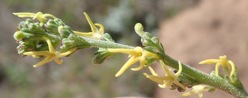 Manulea cheiranthus (Manulea cheiranthus)