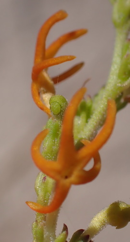 Manulea cheiranthus (Manulea cheiranthus)