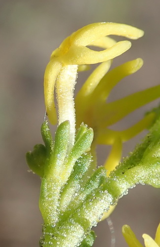 Manulea cheiranthus (Manulea cheiranthus)