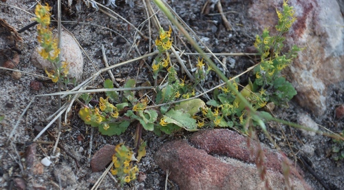 Manulea cheiranthus (Manulea cheiranthus)