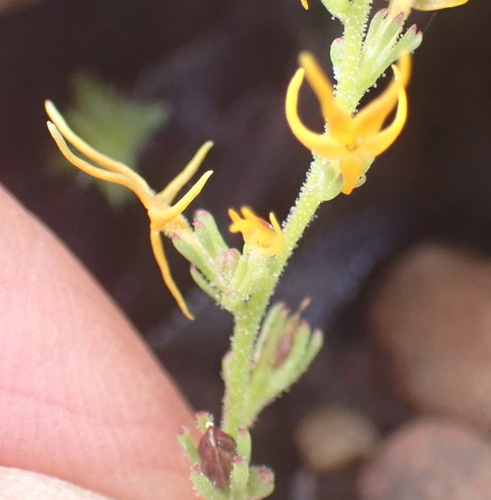 Manulea cheiranthus (Manulea cheiranthus)