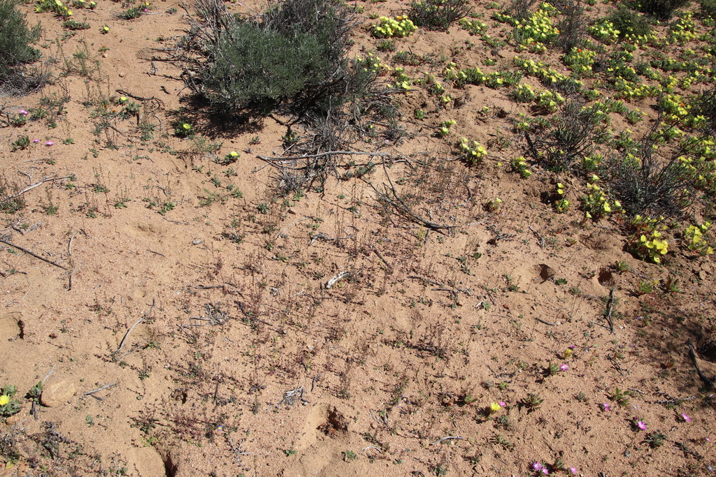 Manulea decipiens (Manulea decipiens)