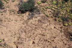 Manulea decipiens (Manulea decipiens)