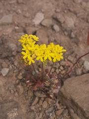 Manulea diandra (Manulea diandra)