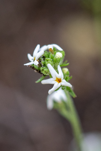 Manulea exigua (Manulea exigua)
