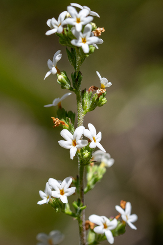 Manulea exigua (Manulea exigua)