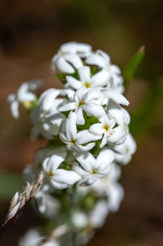 Manulea exigua (Manulea exigua)