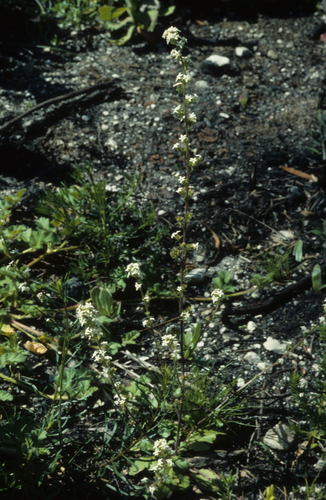 Manulea exigua (Manulea exigua)