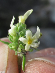 Manulea exigua (Manulea exigua)