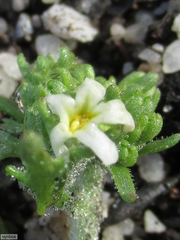 Manulea exigua (Manulea exigua)
