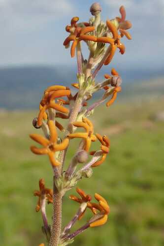 Manulea parviflora (Manulea parviflora)
