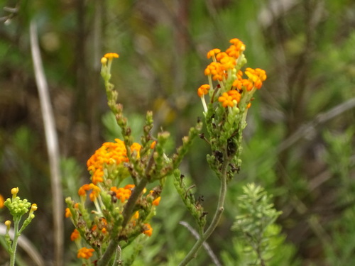 Manulea parviflora (Manulea parviflora)