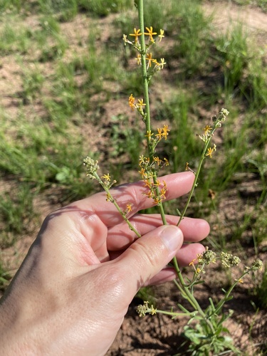 Manulea parviflora (Manulea parviflora)