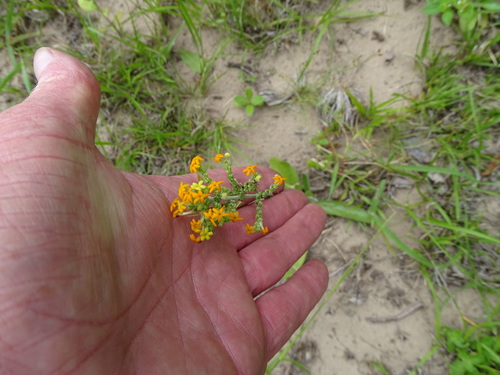 Manulea parviflora (Manulea parviflora)