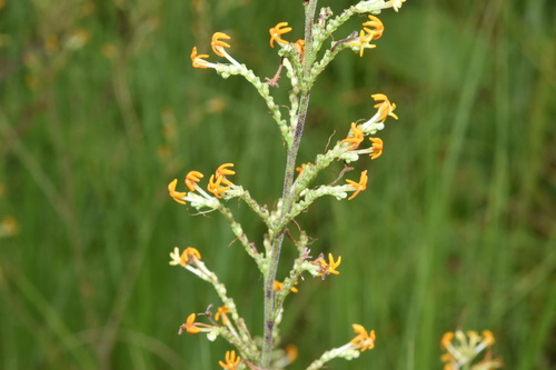 Manulea parviflora (Manulea parviflora)