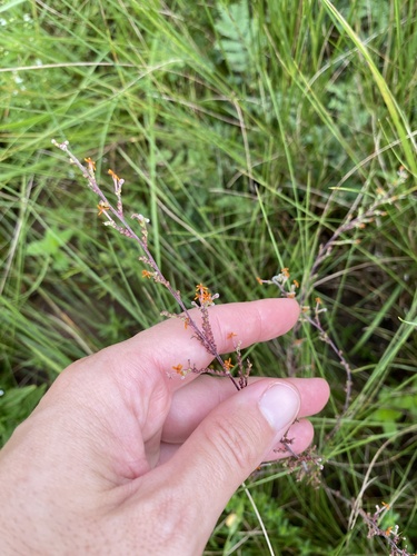 Manulea parviflora (Manulea parviflora)