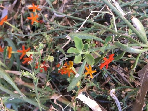 Manulea robusta (Manulea robusta)