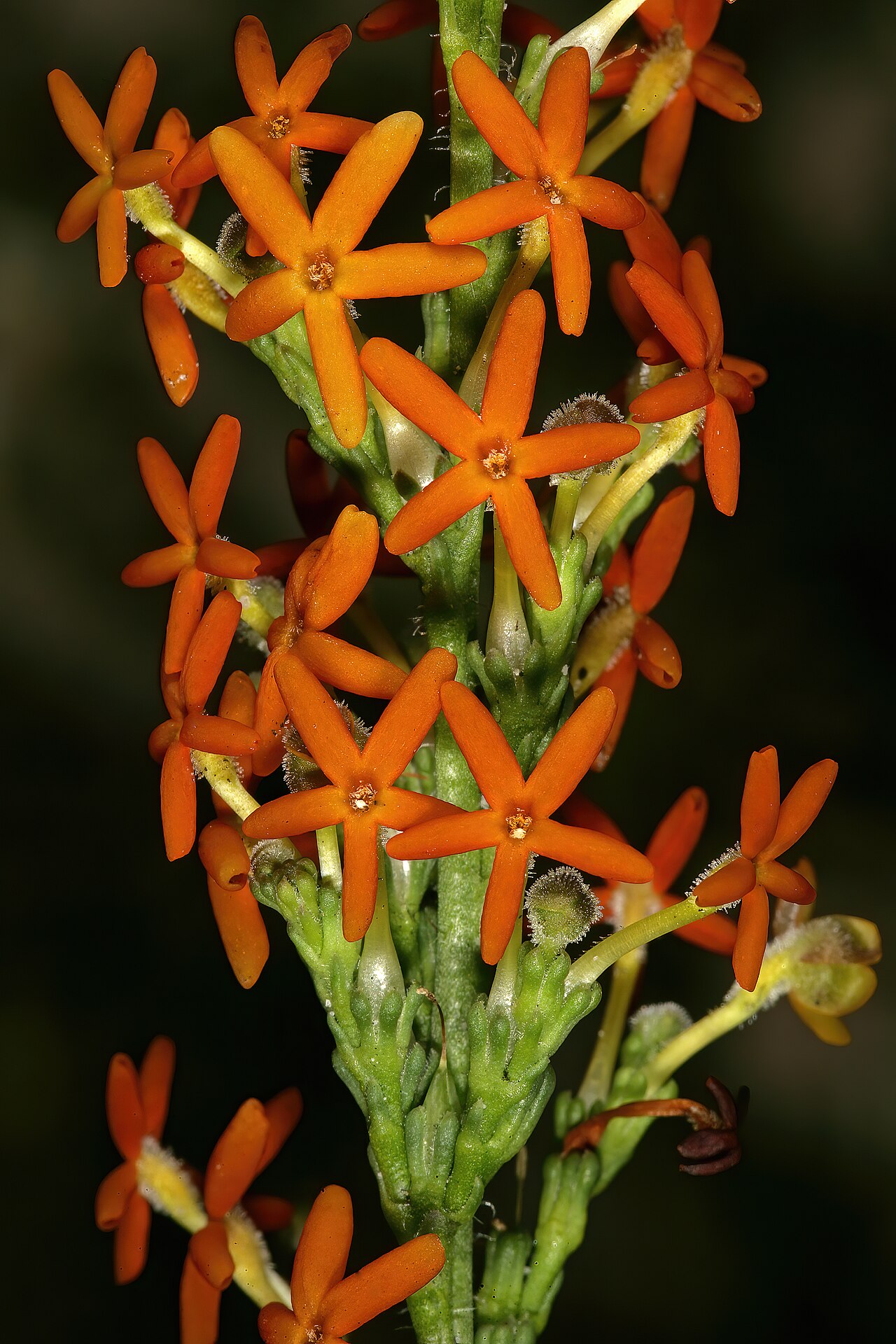 Manulea rubra: Manulea rubra , flowers; recently burned fynbos, Slangkop Nature Reserve, Kommetjie, Cape Peninsula, Western Cape, South Africa