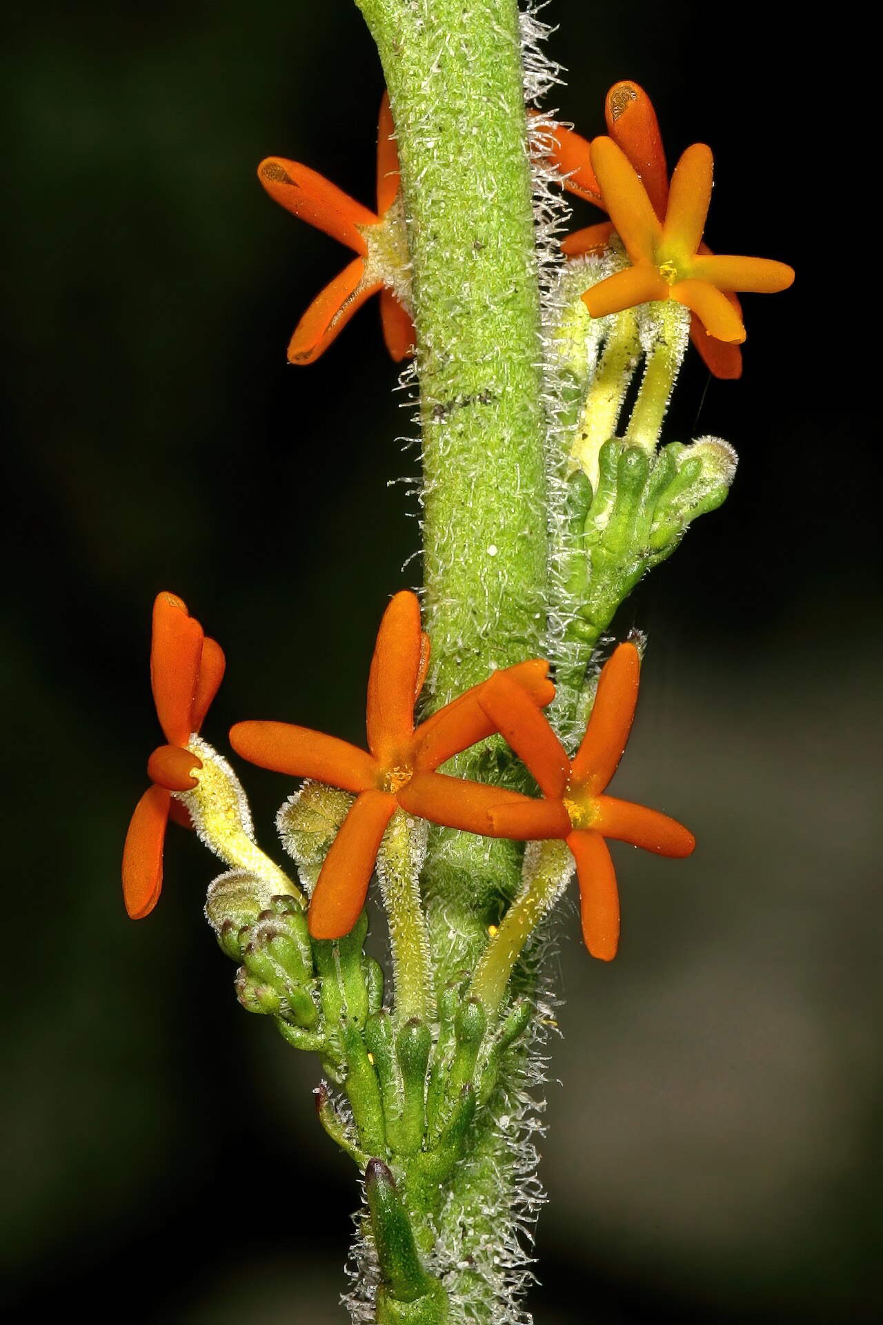 Manulea rubra: Manulea rubra , flowers; recently burned fynbos, Slangkop Nature Reserve, Kommetjie, Cape Peninsula, Western Cape, South Africa