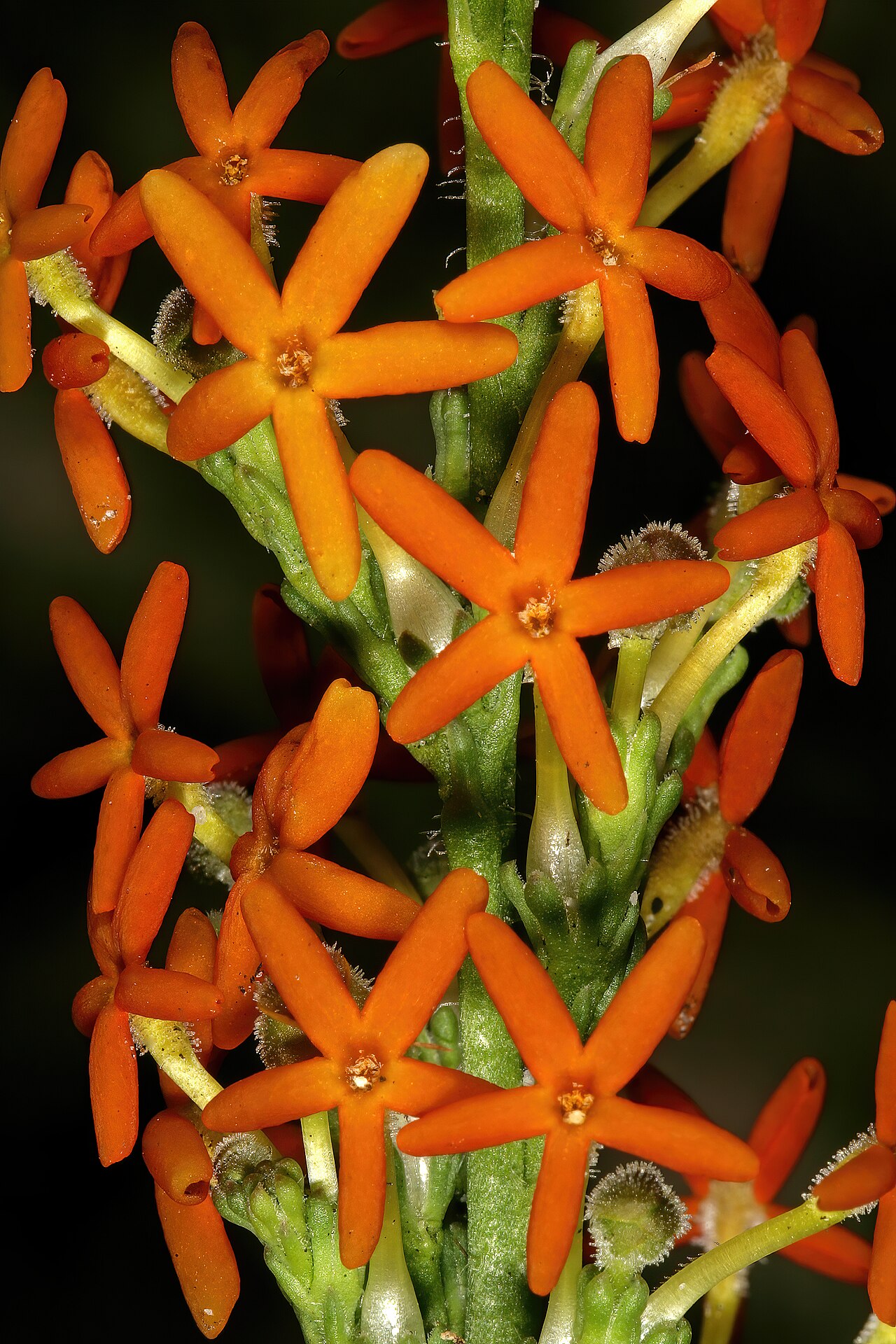 Manulea rubra: Manulea rubra , flowers; recently burned fynbos, Slangkop Nature Reserve, Kommetjie, Cape Peninsula, Western Cape, South Africa