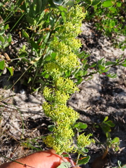 Manulea thyrsiflora (Manulea thyrsiflora)