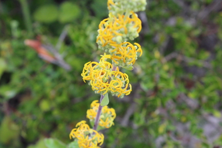 Manulea thyrsiflora (Manulea thyrsiflora)