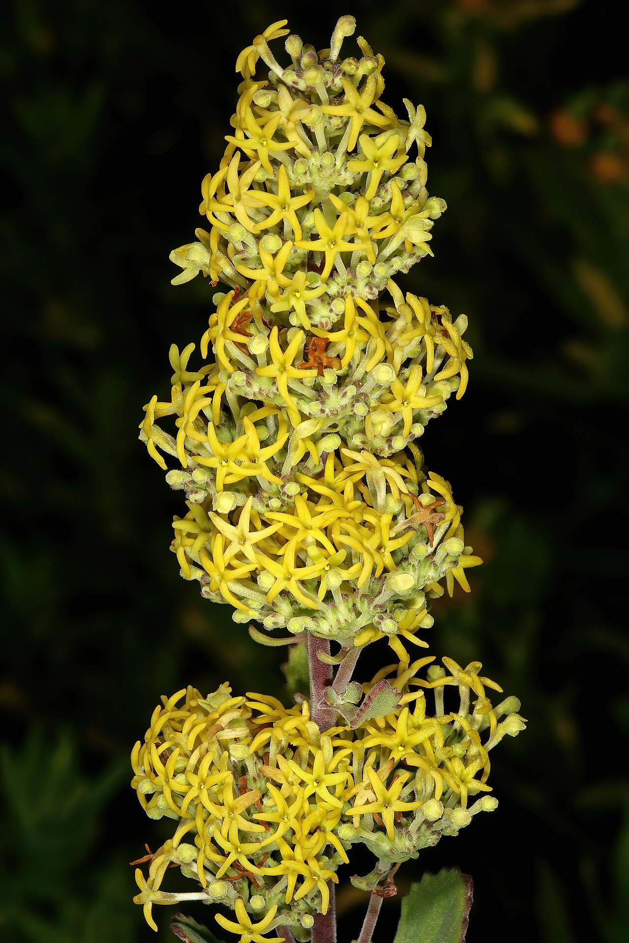 Manulea thyrsiflora: Manulea thyrsiflora , flowers; in strandveld, Koeberg Nature Reserve, West Coast, Western Cape, South Africa