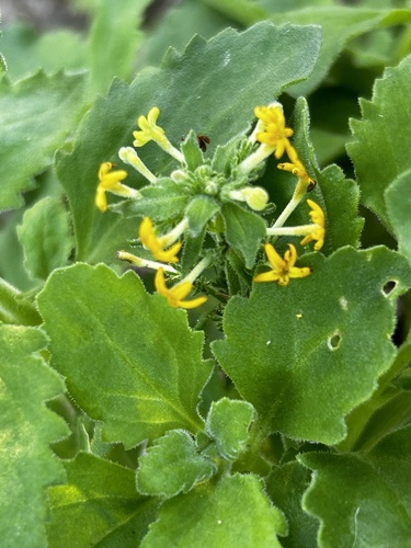 Manulea thyrsiflora (Manulea thyrsiflora)