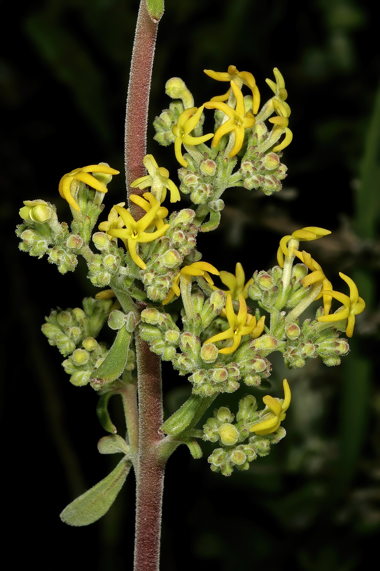 Manulea thyrsiflora: Manulea thyrsiflora , flowers; in strandveld, Koeberg Nature Reserve, West Coast, Western Cape, South Africa