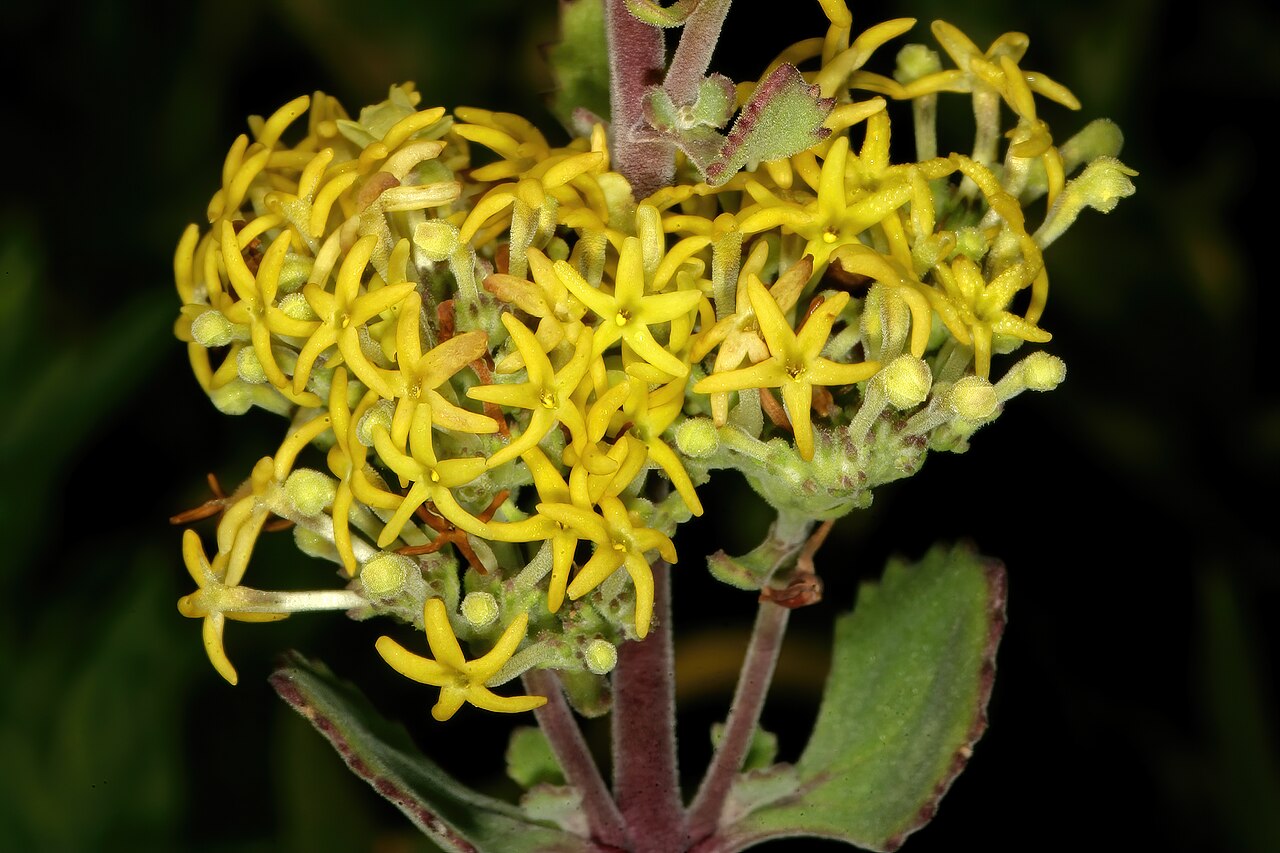 Manulea thyrsiflora: Manulea thyrsiflora , flowers; in strandveld, Koeberg Nature Reserve, West Coast, Western Cape, South Africa
