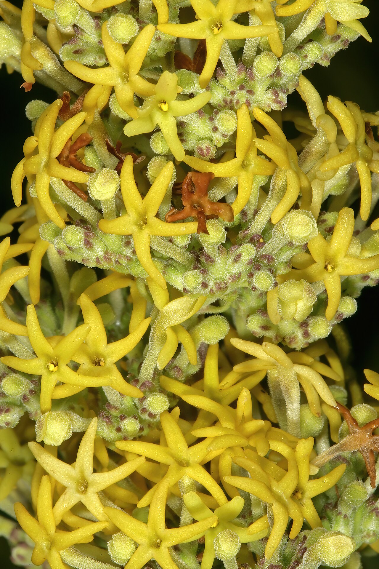 Manulea thyrsiflora: Manulea thyrsiflora , flowers; in strandveld, Koeberg Nature Reserve, West Coast, Western Cape, South Africa