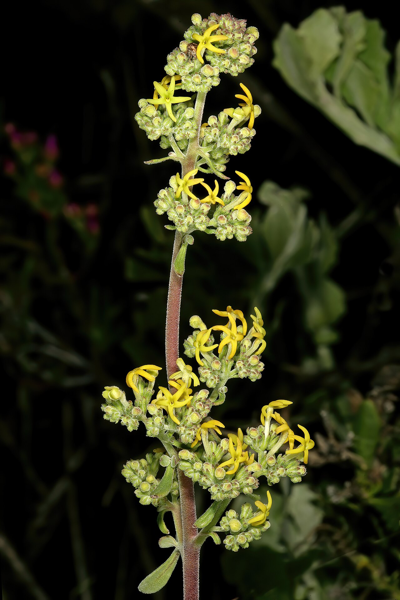 Manulea thyrsiflora: Manulea thyrsiflora , flowers; in strandveld, Koeberg Nature Reserve, West Coast, Western Cape, South Africa