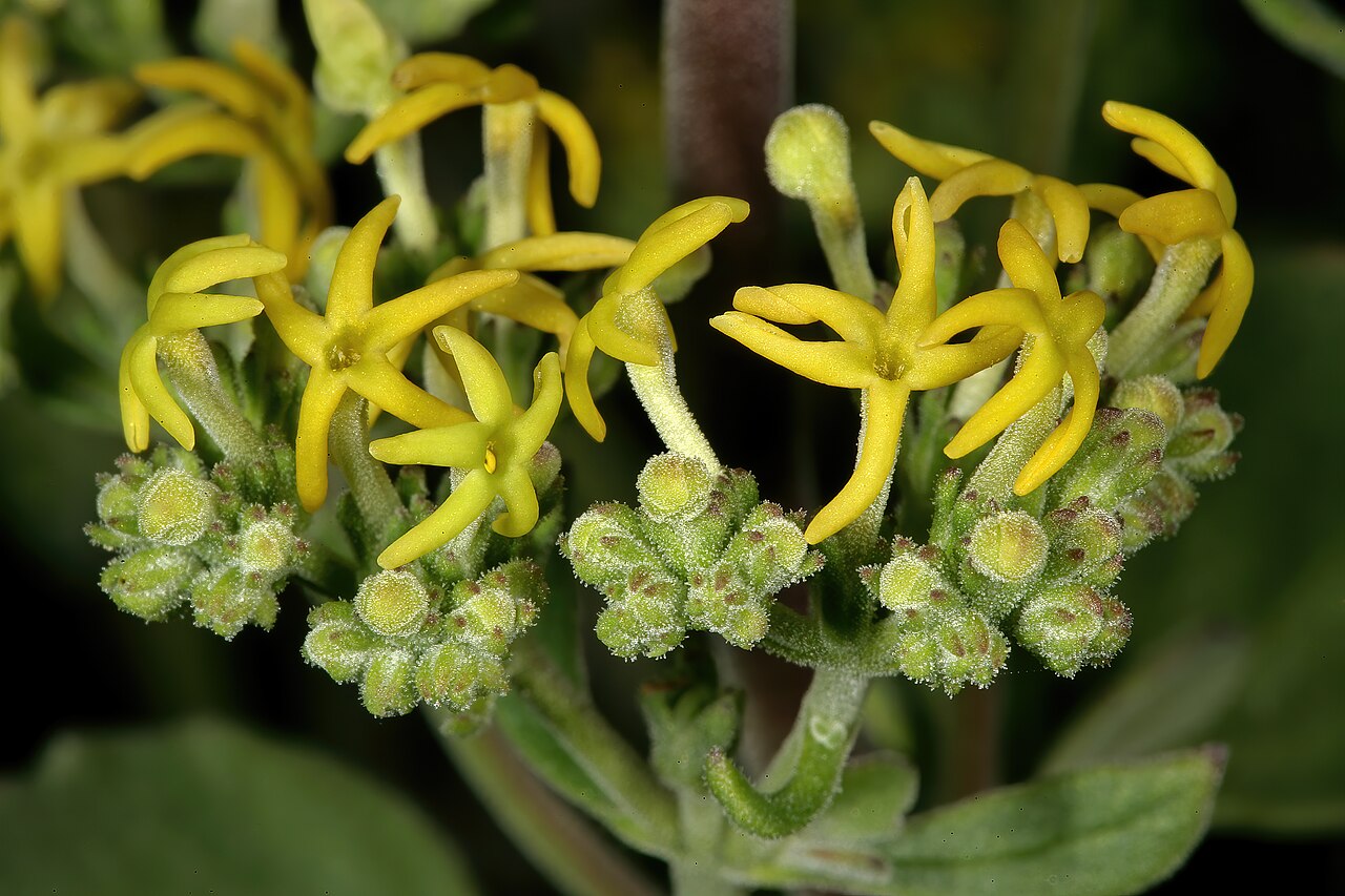 Manulea thyrsiflora: Manulea thyrsiflora , flowers; in strandveld, Koeberg Nature Reserve, West Coast, Western Cape, South Africa