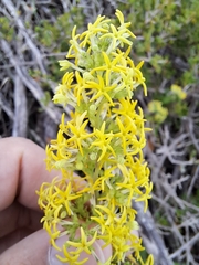 Manulea thyrsiflora (Manulea thyrsiflora)