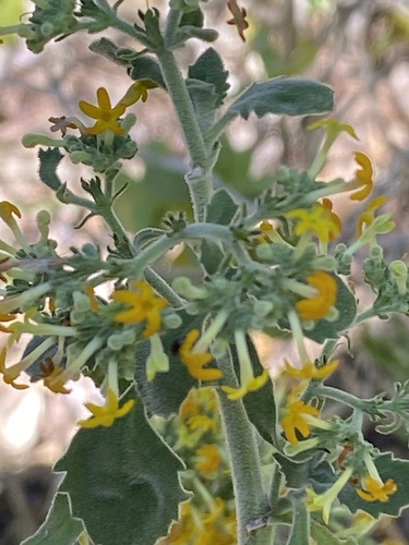 Manulea thyrsiflora (Manulea thyrsiflora)