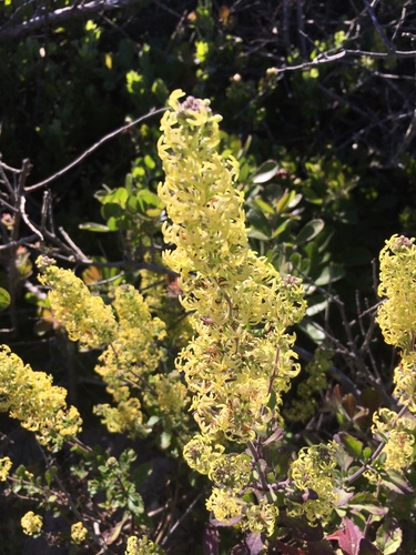 Manulea thyrsiflora (Manulea thyrsiflora)