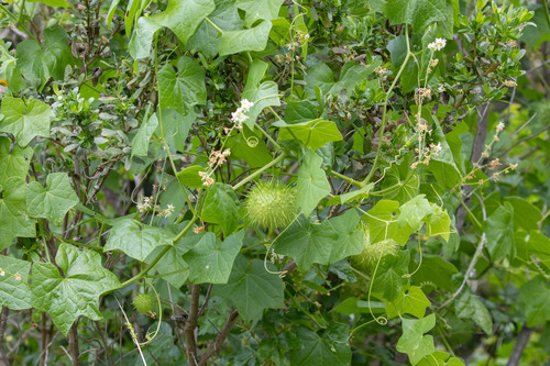 Marah fabacea (Marah fabacea)