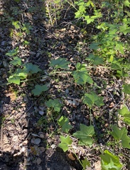 Marah fabacea (Marah fabacea)