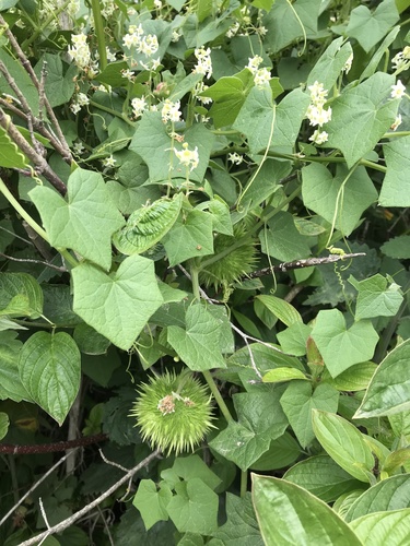 Marah fabacea (Marah fabacea)